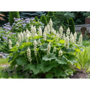 Heuchera Villosa kont. C1L